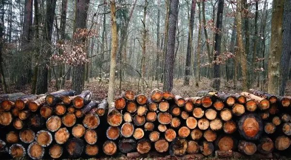 Stos drewna w lesie, gotowy do sezonowania. Drewno, ze względu na swoją higroskopijność, wchłania wilgoć z otoczenia.