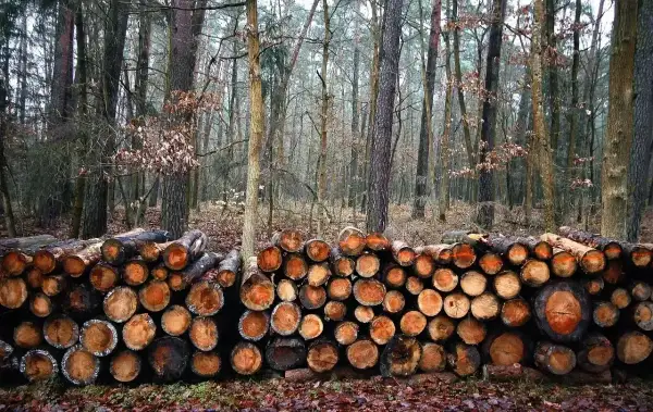 Stos drewna w lesie, gotowy do sezonowania. Drewno, ze względu na swoją higroskopijność, wchłania wilgoć z otoczenia.